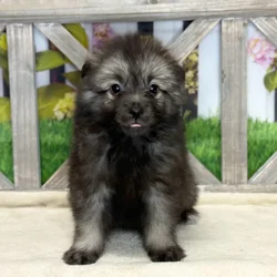 Female Keeshond puppy named Little Bit for sale at Petland Blue Springs.