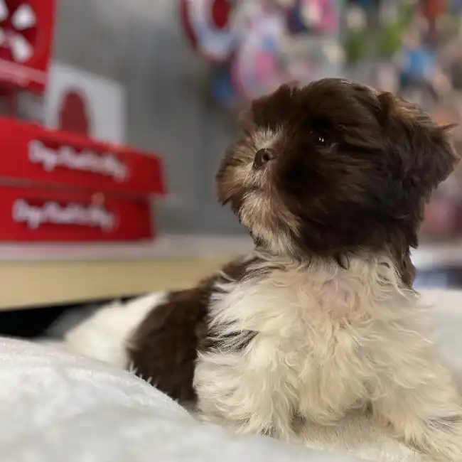 Male Shih Tzu Puppy for Sale in Blue Springs, MO