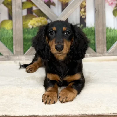 Male Dachshund puppy named Salvy for sale at Petland Blue Springs.