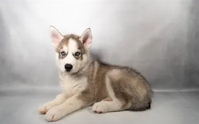 Male Siberian Husky puppy for sale at Petland North Kansas.