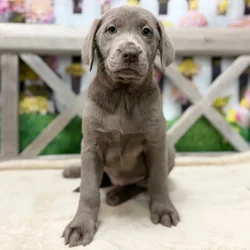 Female Labrador Retriever puppy named Khloe for sale at Petland Blue Springs.