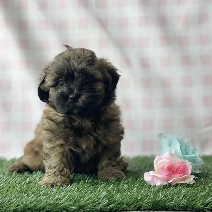 Female Shipoo Puppy for sale