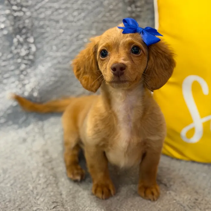 Female Dachshund puppy named War for sale at Petland North Kansas.
