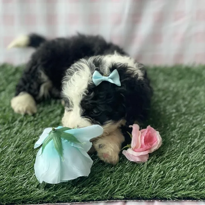 Female Mini Bernadoodle Puppy for sale