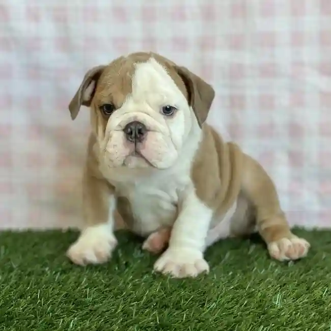 Male English Bulldog Puppy for sale