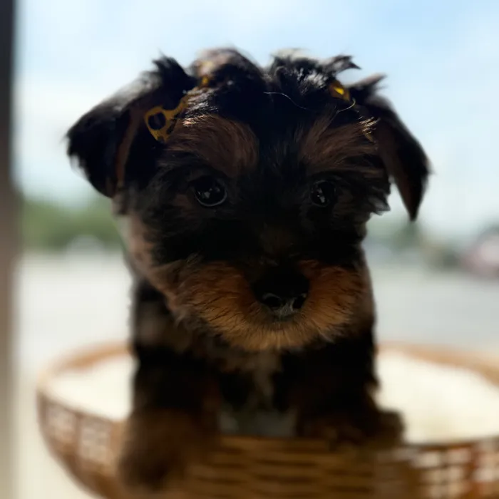 Female Yorkie puppy named Holly for sale at Petland Blue Springs.