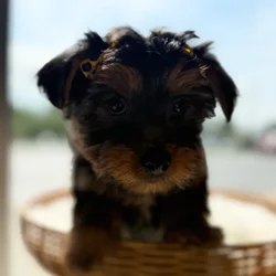 Female Yorkie puppy named Holly for sale at Petland Blue Springs.