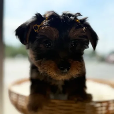 Female Yorkie puppy named Holly for sale at Petland Blue Springs.