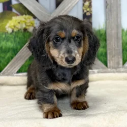 Male Dachshund puppy named Bear for sale at Petland Blue Springs.