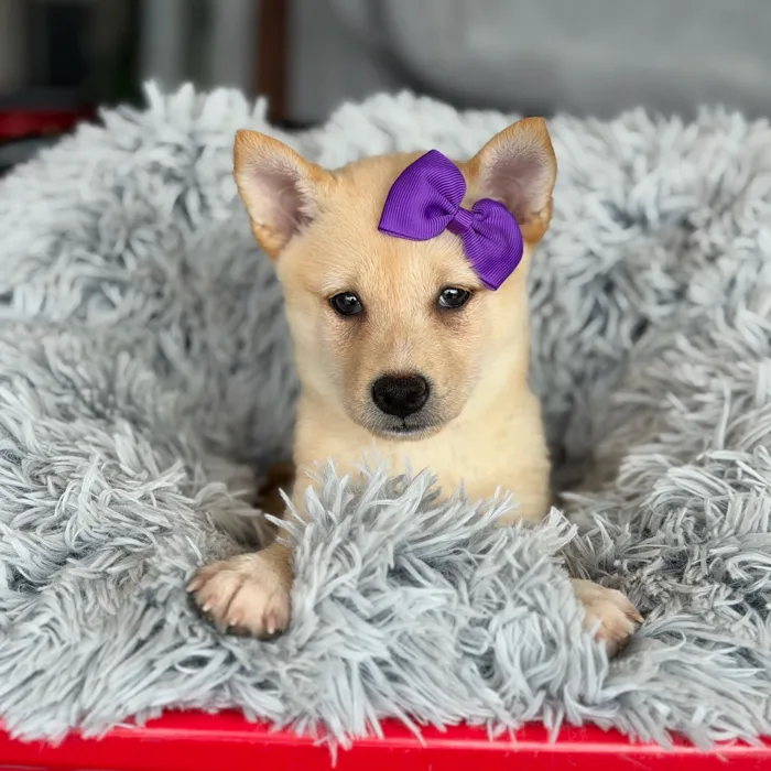 Female Shiba Inu puppy named Suki for sale at Petland North Kansas.