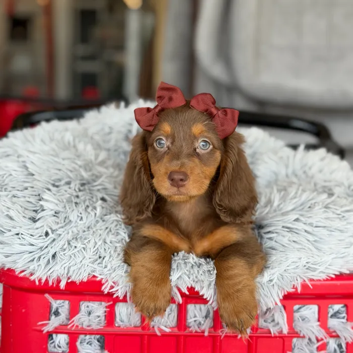 Female Dachshund puppy named Rachel for sale at Petland North Kansas.