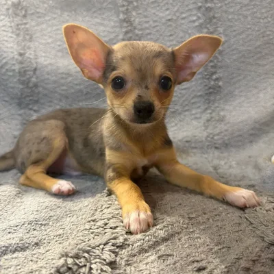 Male Chihuahua puppy named Cosmo for sale at Petland North Kansas.