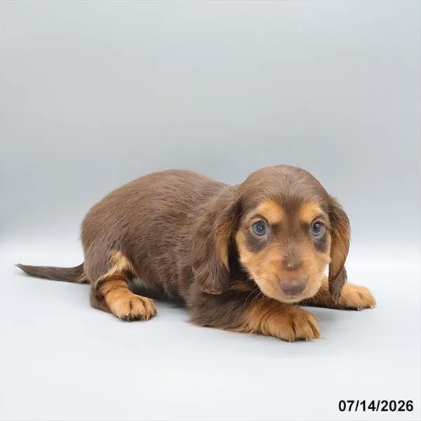 Male Dachshund puppy for sale at Petland Blue Springs.
