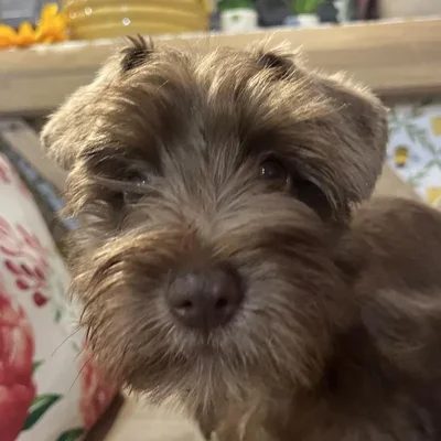 Male Mini Schnauzer Puppy for Sale in Kansas City, MO