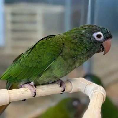 Male Blue Crown Conure bird named Aaron for sale at Petland Blue Springs.