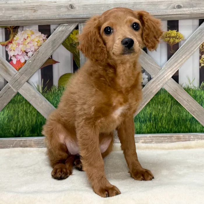Female Cavapoo puppy named Frankie for sale at Petland Blue Springs.