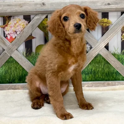 Female Cavapoo puppy named Frankie for sale at Petland Blue Springs.