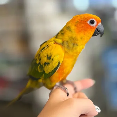 Female Sun Conure bird named Ruth for sale at Petland Blue Springs.
