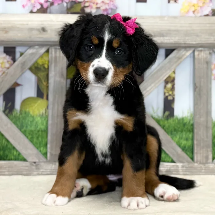 Female Bernese Mountain Dog puppy named Jasmine for sale at Petland Blue Springs.