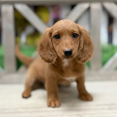 Male Dachshund puppy named Copper for sale at Petland North Kansas.
