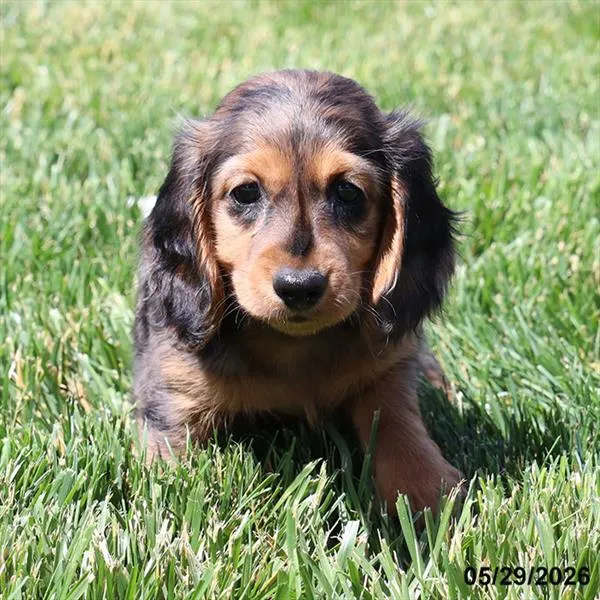 Female Dachshund puppy named Smokey for sale at Petland Blue Springs.