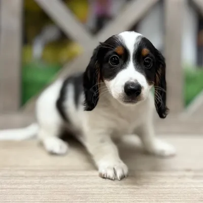 Male Dachshund puppy named Slinky for sale at Petland Blue Springs.