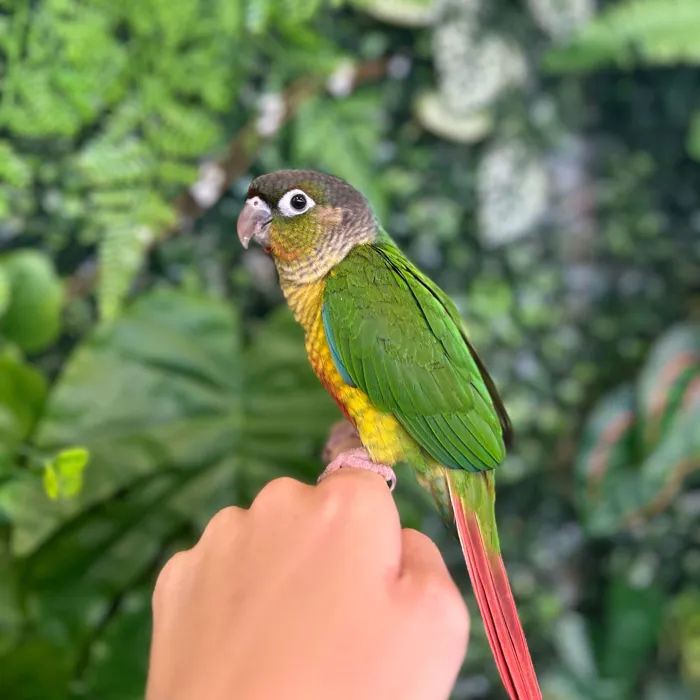 Unknown Green Cheek Conure bird named James for sale at Petland Blue Springs.