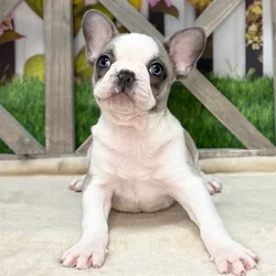 Female French Bulldog puppy named Wonder Women for sale at Petland Blue Springs.