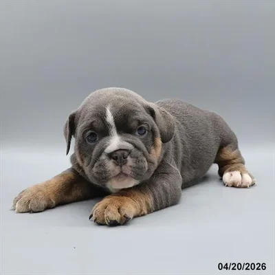 Female Beabull puppy named Stormy for sale at Petland North Kansas.