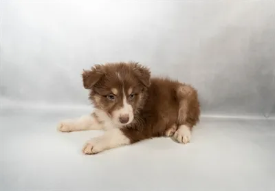 Female Australian Shepherd puppy for sale at Petland North Kansas.