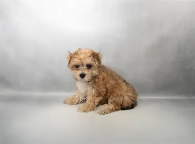 Female Morkie puppy named Kalise for sale at Petland Blue Springs.