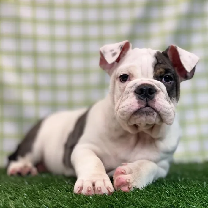Female English Bulldog Puppy for sale