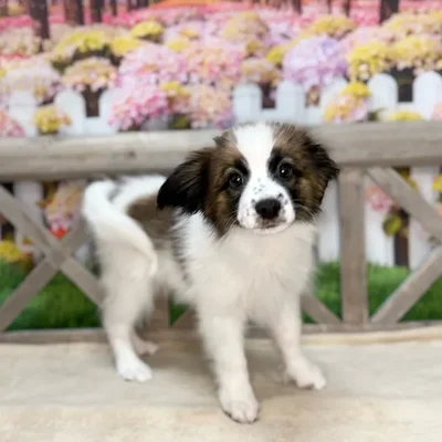 Male Papillon puppy named White for sale at Petland Blue Springs.