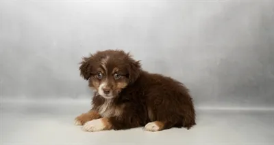 Male Miniature Australian Shepherd puppy named Derrick for sale at Petland Blue Springs.