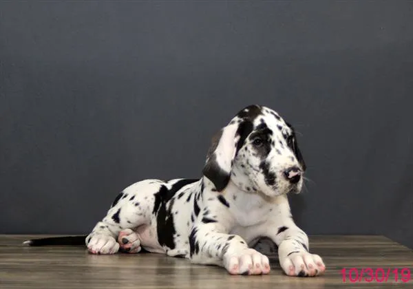 46471402cc0c16-d1a2-4a99-b421-aa86c7047d90Great_Dane_4502_03.jpg