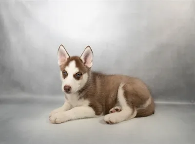 Female Siberian Husky puppy for sale at Petland Blue Springs.