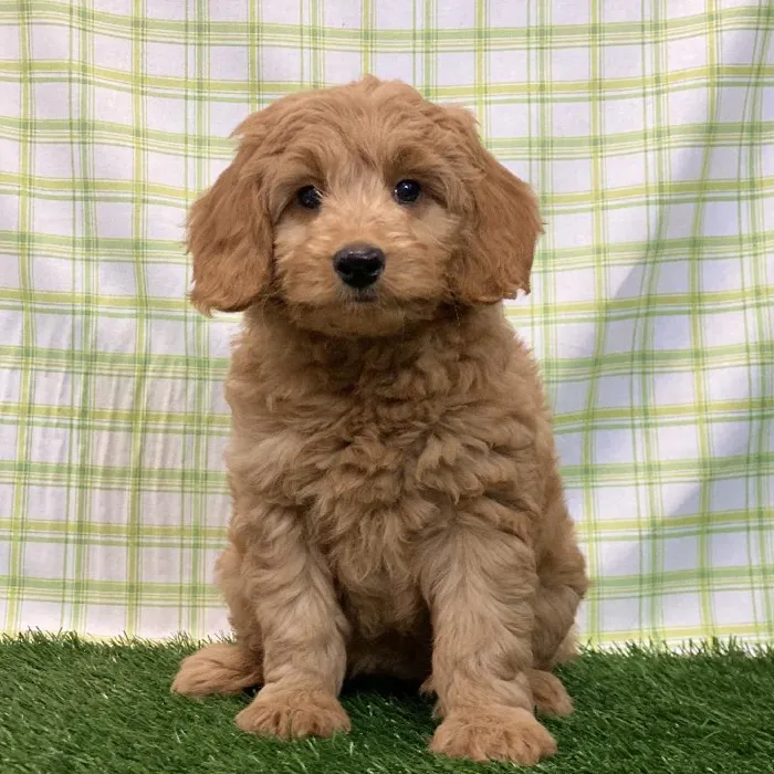 Female Mini Goldendoodle Puppy for sale
