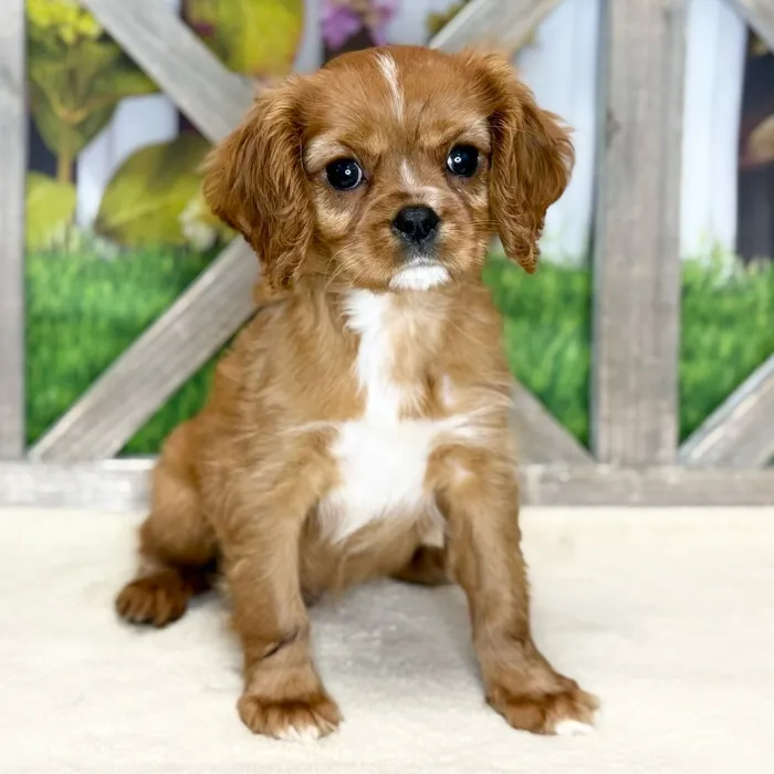 Male Cavalier King Charles Spaniel puppy named Luke for sale at Petland Blue Springs.