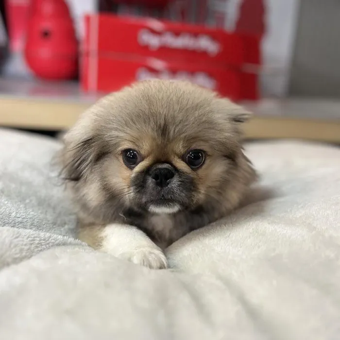 Male Pekingese Puppy for Sale in Blue Springs, MO