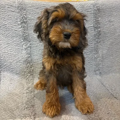 Male Cockapoo puppy named Bonbon for sale at Petland Blue Springs.