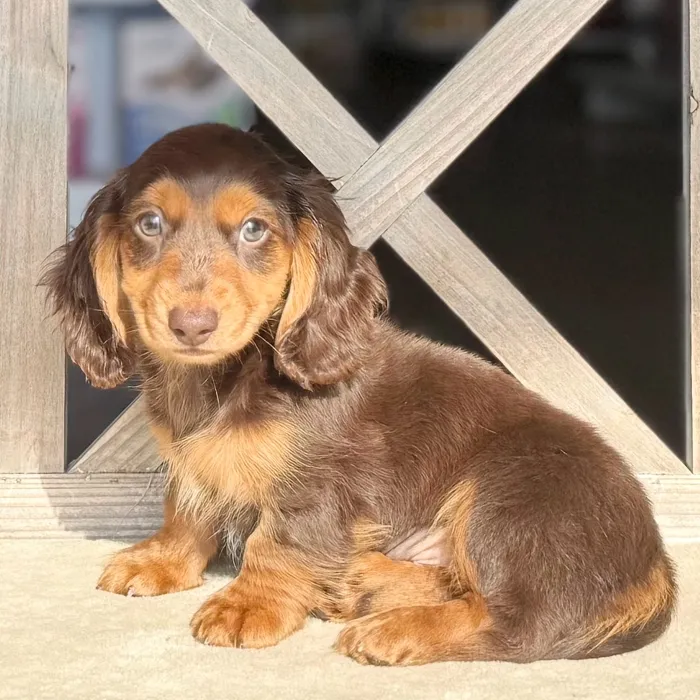 Male Dachshund puppy named Smirk for sale at Petland Blue Springs.