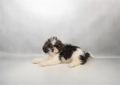 Female Shih Tzu puppy named Chloe for sale at Petland Blue Springs.