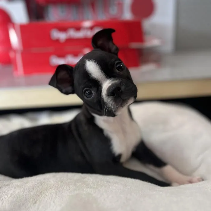 Male Boston Terrier Puppy for Sale in Blue Springs, MO