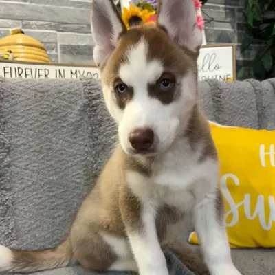 Male Siberian Husky puppy named Bowser for sale at Petland North Kansas.