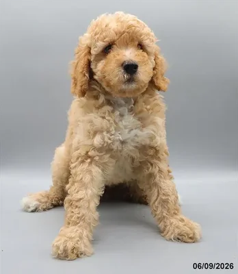 Female Mini Goldendoodle 2Nd Gen puppy for sale at Petland Blue Springs.