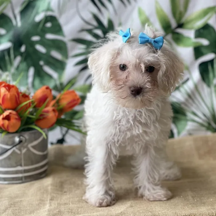 Female Schnoodle Puppy for sale