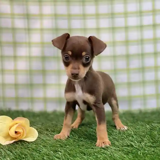 Male Chiweenie Puppy for sale