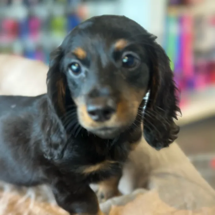 Male Dachshund puppy named Dash for sale at Petland North Kansas.