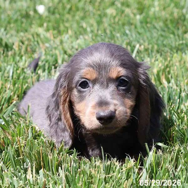 Male Dachshund puppy named Bear for sale at Petland Blue Springs.