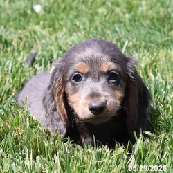 Male Dachshund puppy for sale at Petland Blue Springs.